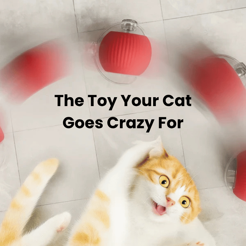 INTERACTIVE SMART BALL