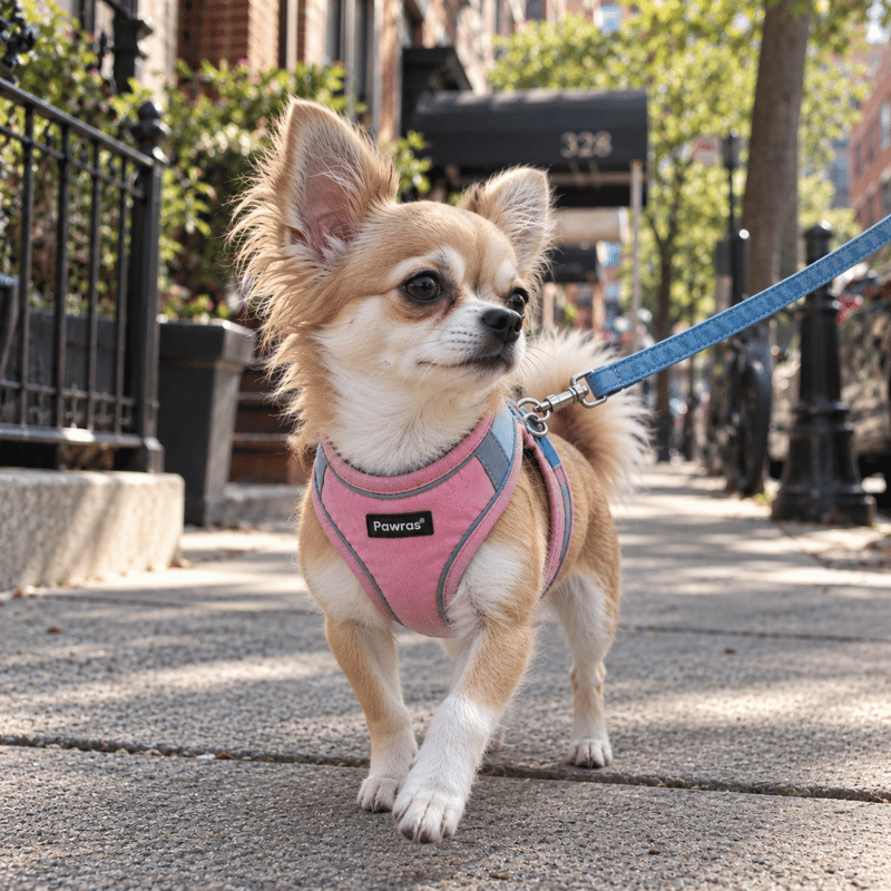 SECURE-FIT SMALL DOG HARNESS + LEASH
