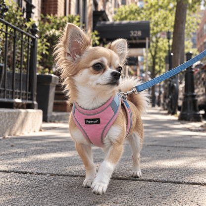 SECURE-FIT SMALL DOG HARNESS + LEASH