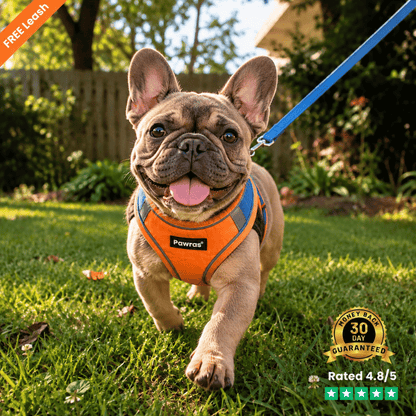 SECURE-FIT SMALL DOG HARNESS + LEASH