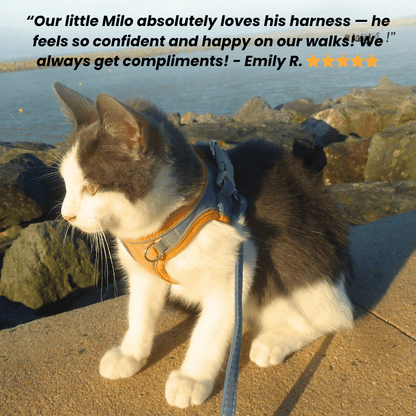 Escape-Proof Cat Harness + Leash
