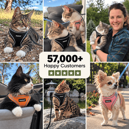 ESCAPE-PROOF CAT HARNESS + LEASH