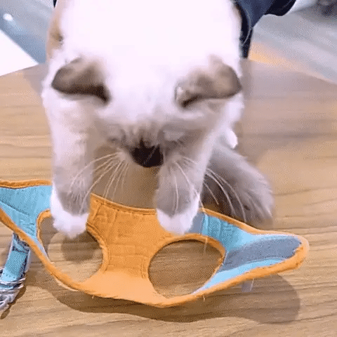 Escape-Proof Cat Harness + Leash